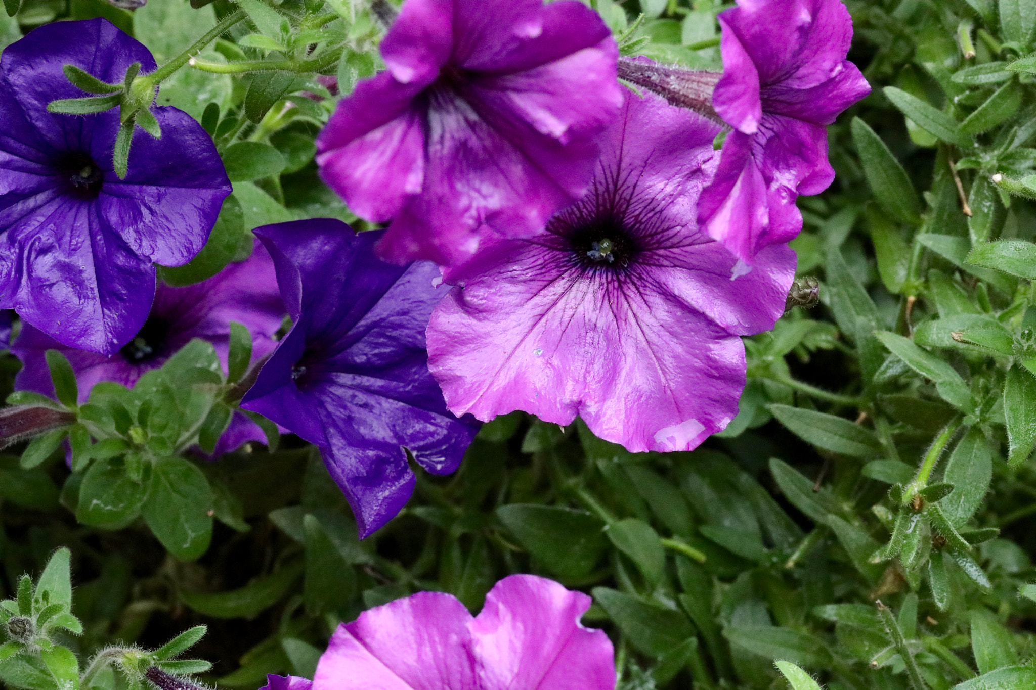 Canon EF 100mm F2.8L Macro IS USM sample photo. Purple dew photography