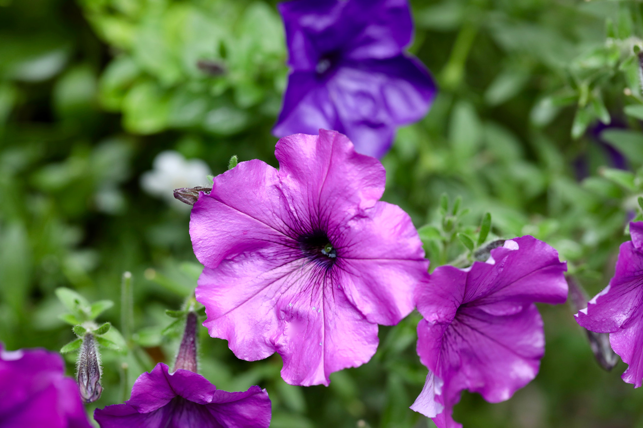 Canon EF 100mm F2.8L Macro IS USM sample photo. Purple delight photography