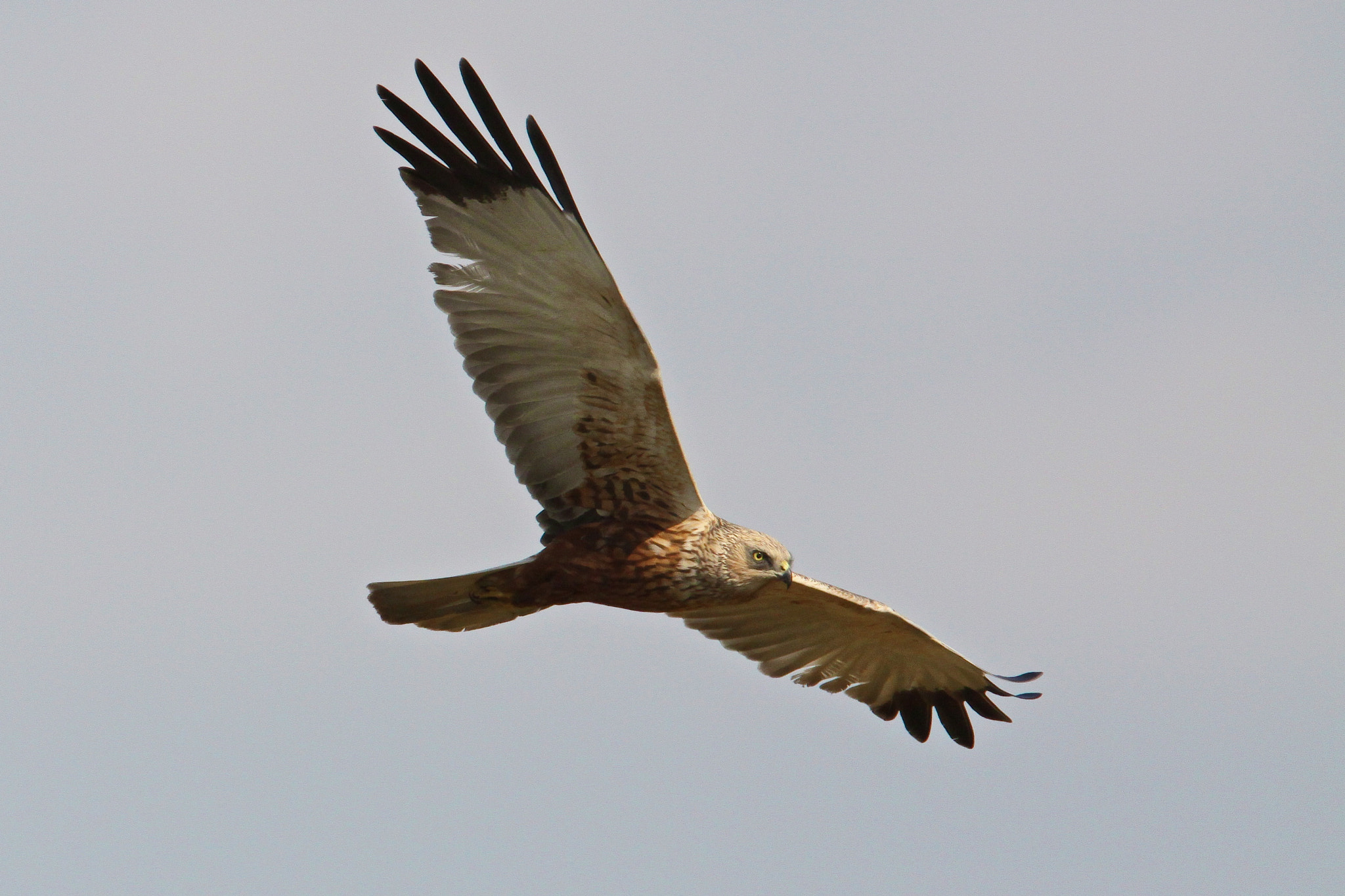Canon EF 500mm F4L IS USM sample photo. Buzzard, assendelft, netherlands photography