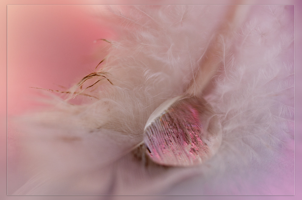 Nikon D300 sample photo. Feather photography