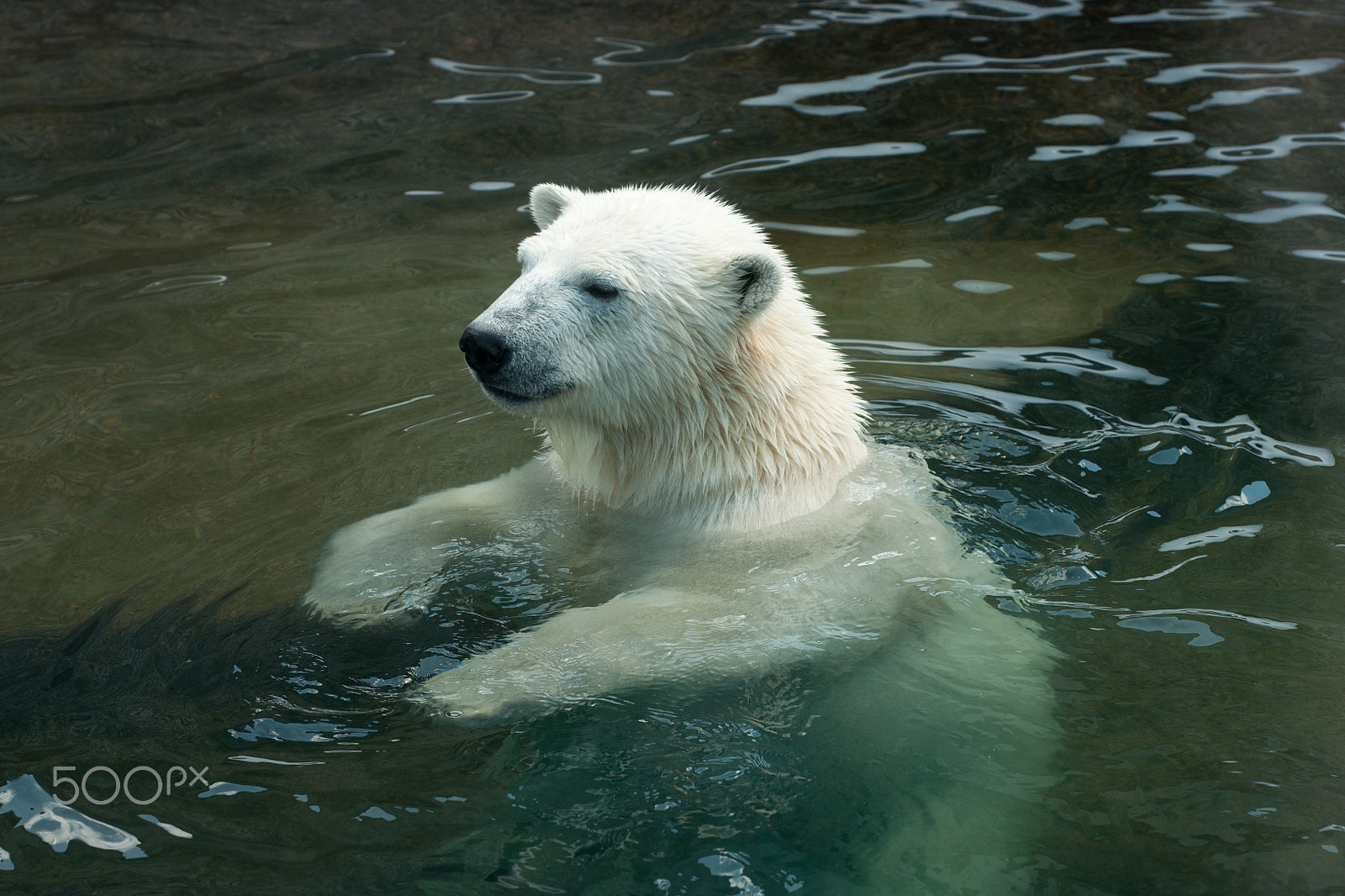 Sony Alpha DSLR-A700 + Minolta/Sony AF 70-200mm F2.8 G sample photo. Polar bear swimming in lake photography