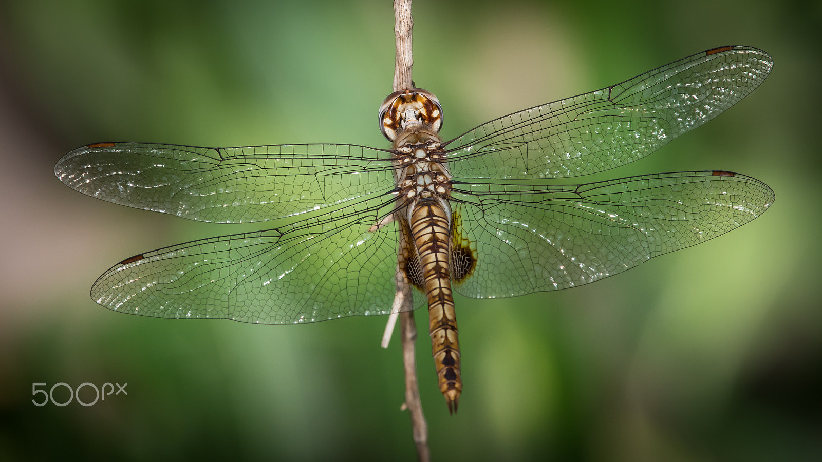 Nikon D810 + Nikon AF-S Nikkor 300mm F4D ED-IF sample photo. Dragonfly in tucson photography