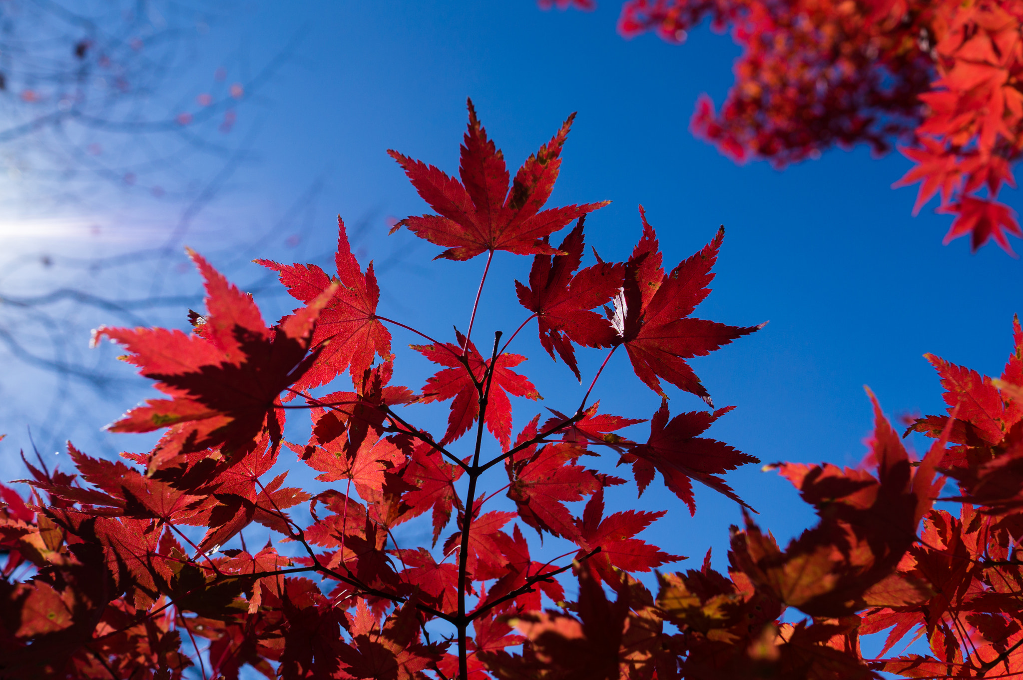 Sony Alpha NEX-5N + Sony Sonnar T* E 24mm F1.8 ZA sample photo. Maple photography