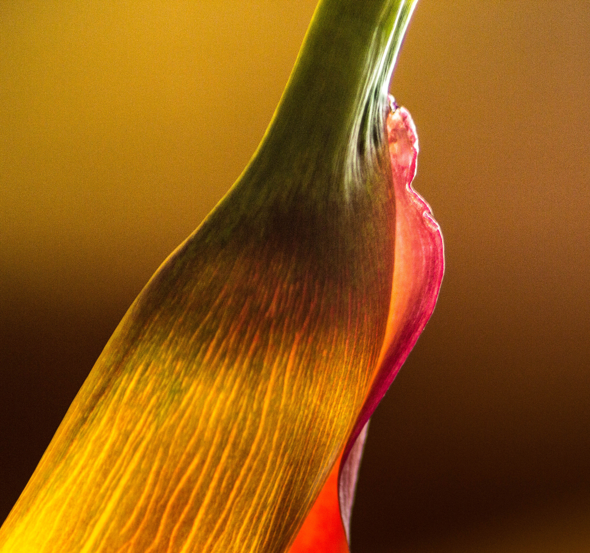 Canon EOS 60D + Tamron AF 70-300mm F4-5.6 Di LD Macro sample photo. Arum in the light photography