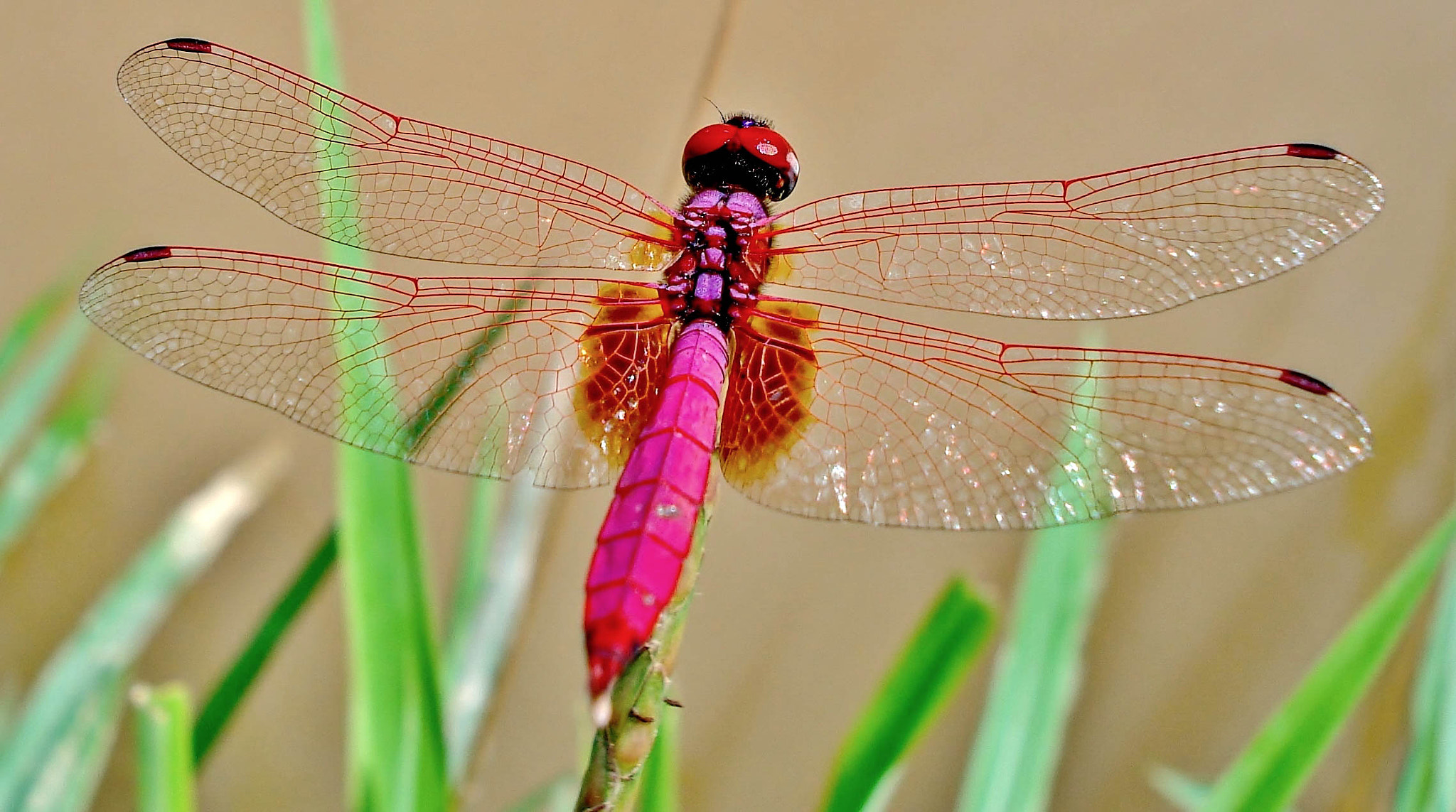 Sony DSC-W50 sample photo. Pink dragonfly photography