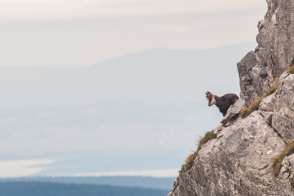 Nikon D90 + Sigma APO 100-300mm F4 EX IF HSM sample photo. Tatra chamois photography