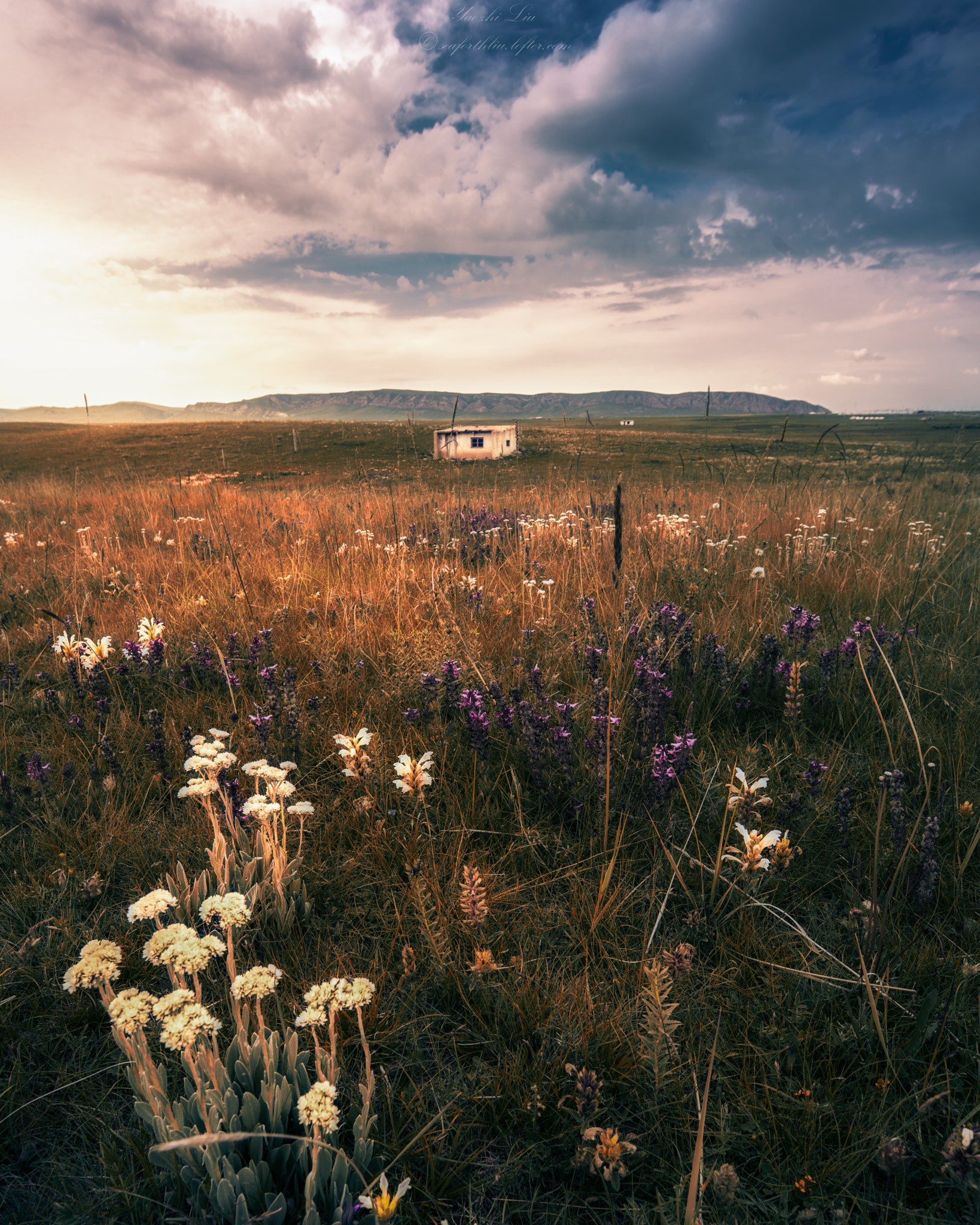 Canon TS-E 17mm F4L Tilt-Shift sample photo. Highland flowers photography
