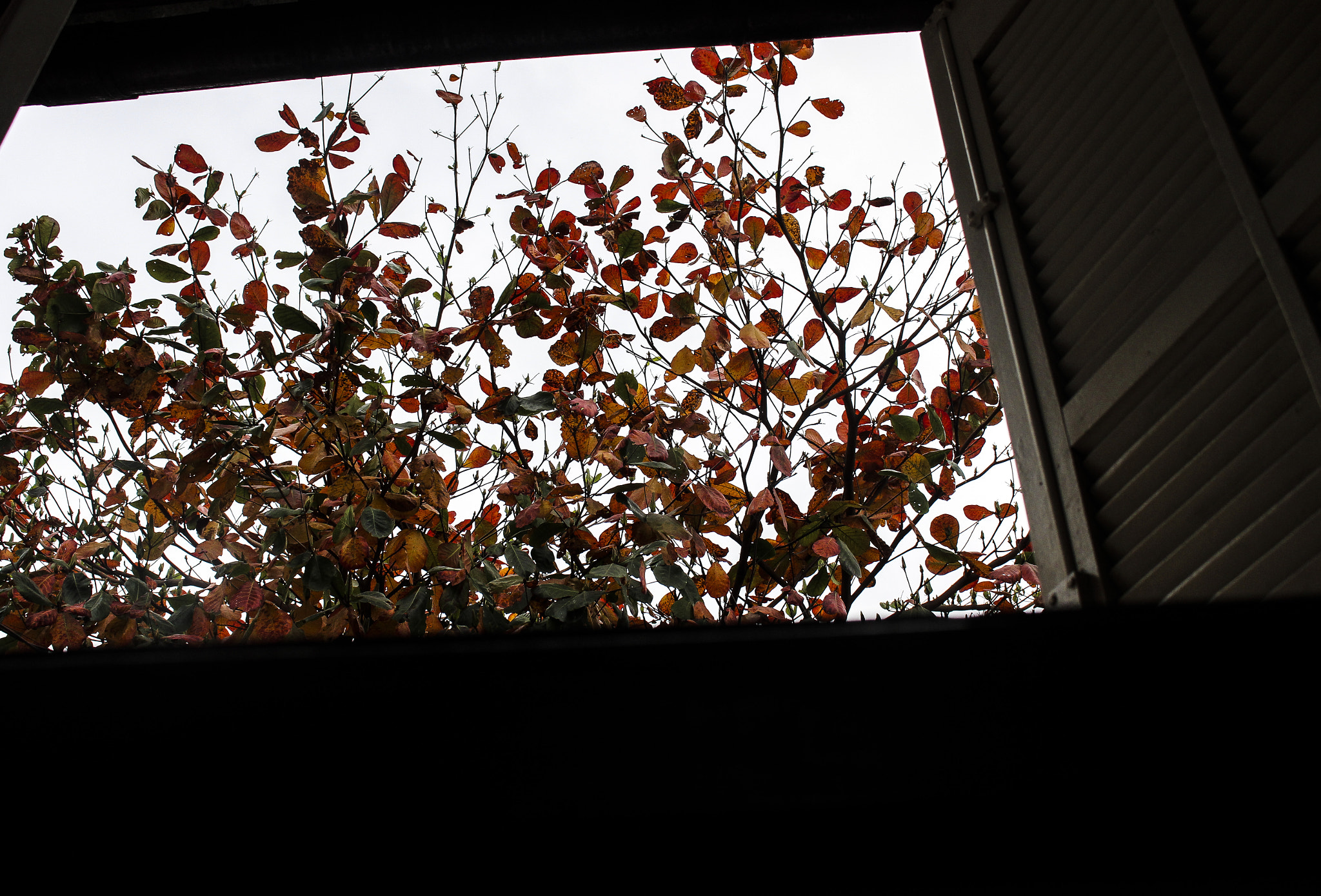 Canon EOS 1200D (EOS Rebel T5 / EOS Kiss X70 / EOS Hi) sample photo. Tree photography