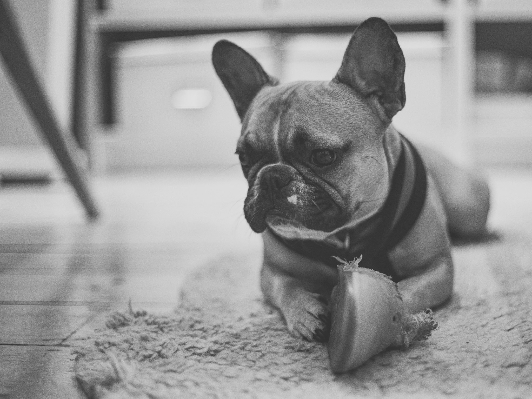 50mm F1.4 SSM sample photo. Mahoney looking deeply pensive, realistically he's just snoozing with his eyes open. photography