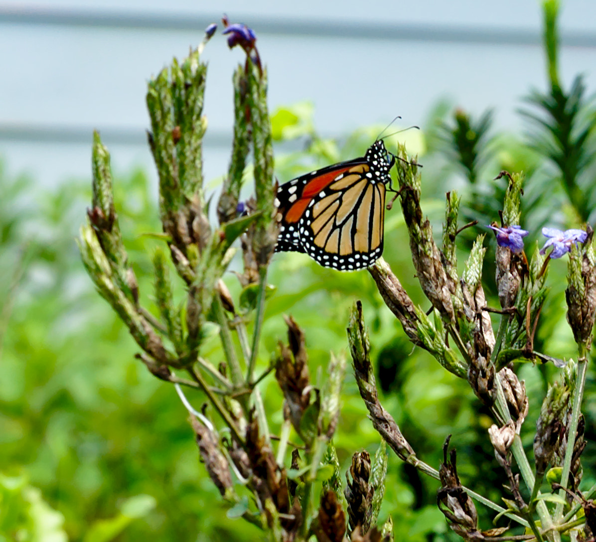 Nikon D810 + ZEISS Otus 85mm F1.4 sample photo. Another monarch butterfly photography