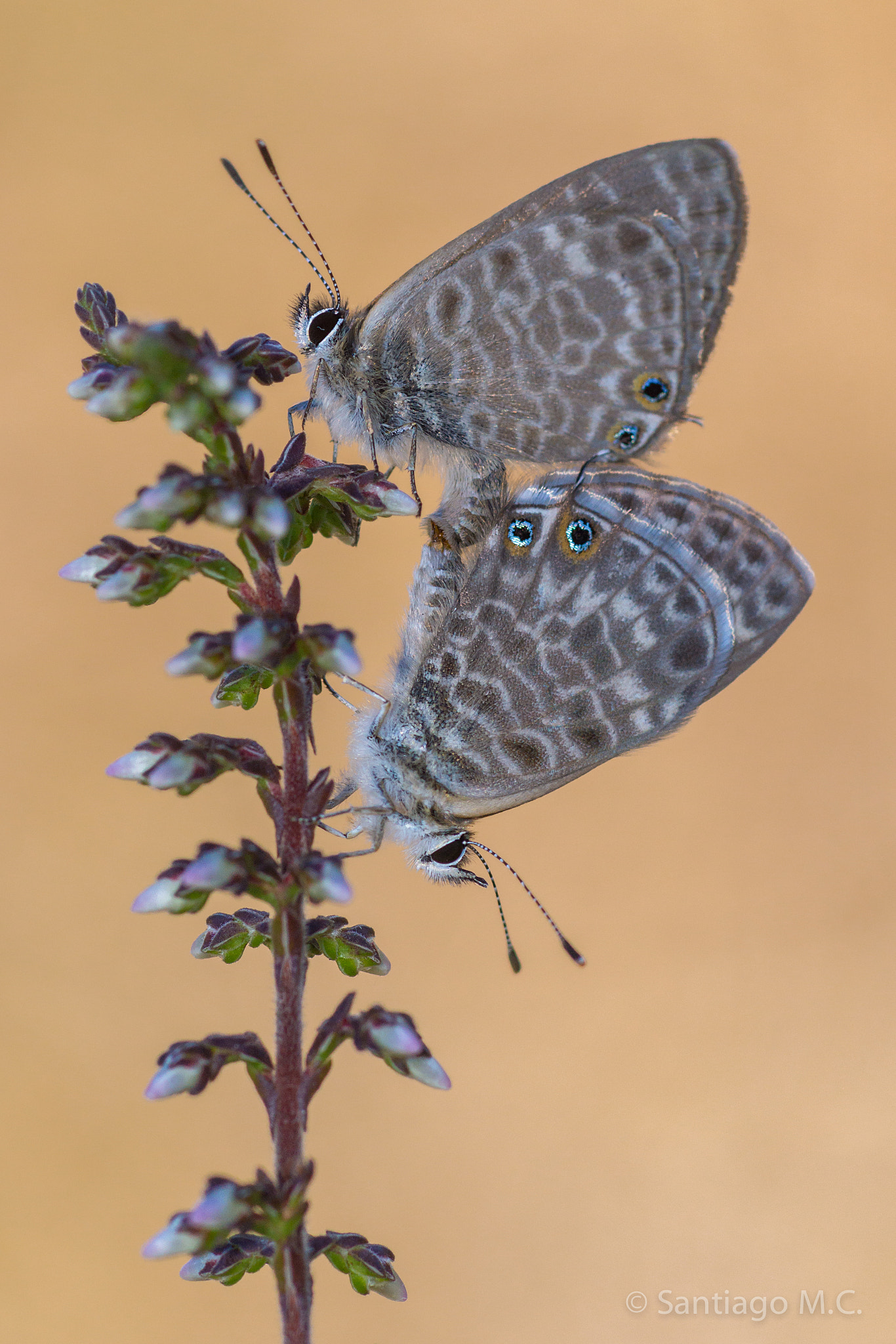 Sony SLT-A77 + Sony 100mm F2.8 Macro sample photo. Leptotes pirithous photography