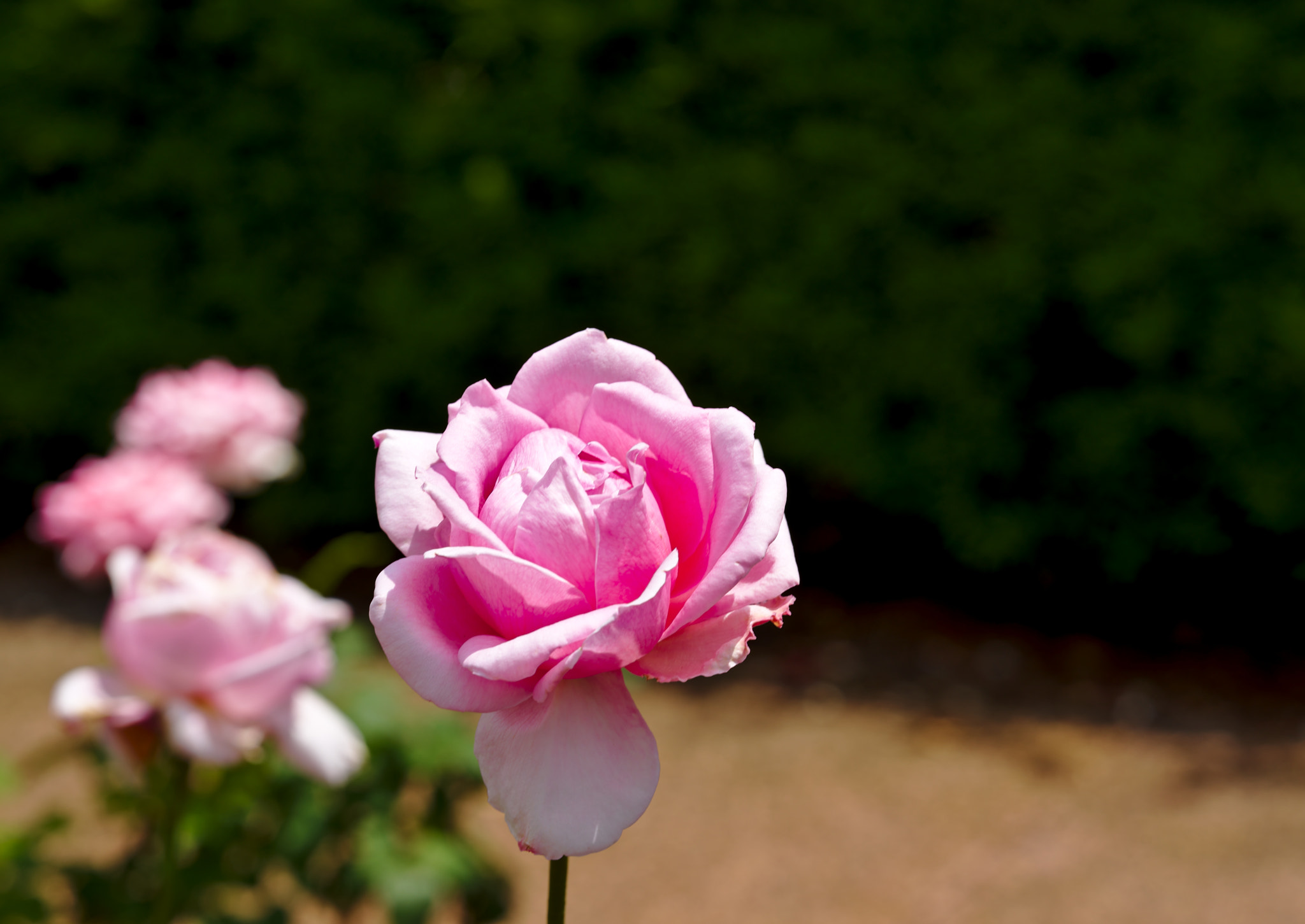 ZEISS Otus 85mm F1.4 sample photo. "eiffel tower" - a hybrid rose photography