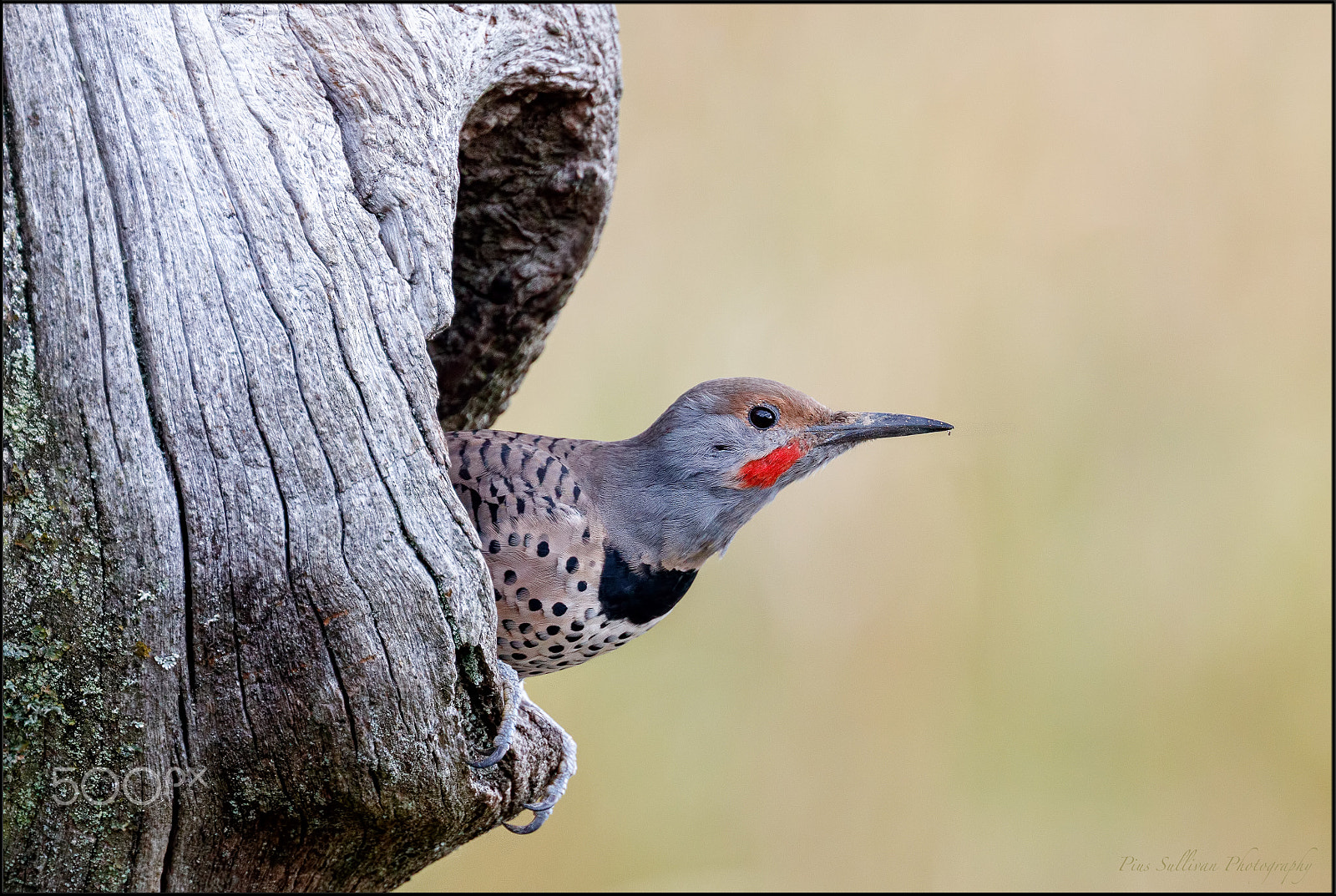 Canon EF 400mm F4 DO IS II USM sample photo. Northern flicker photography