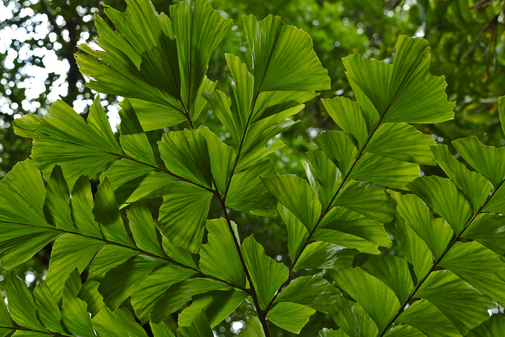 Nikon D810 sample photo. Fish bone leaves photography