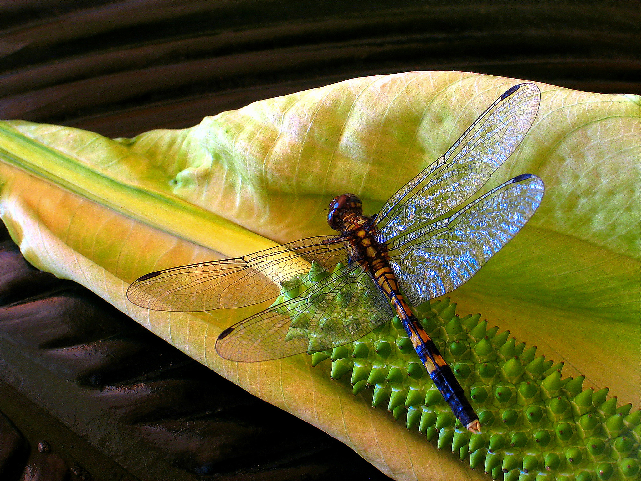 Canon POWERSHOT G5 sample photo. Dragon fly photography