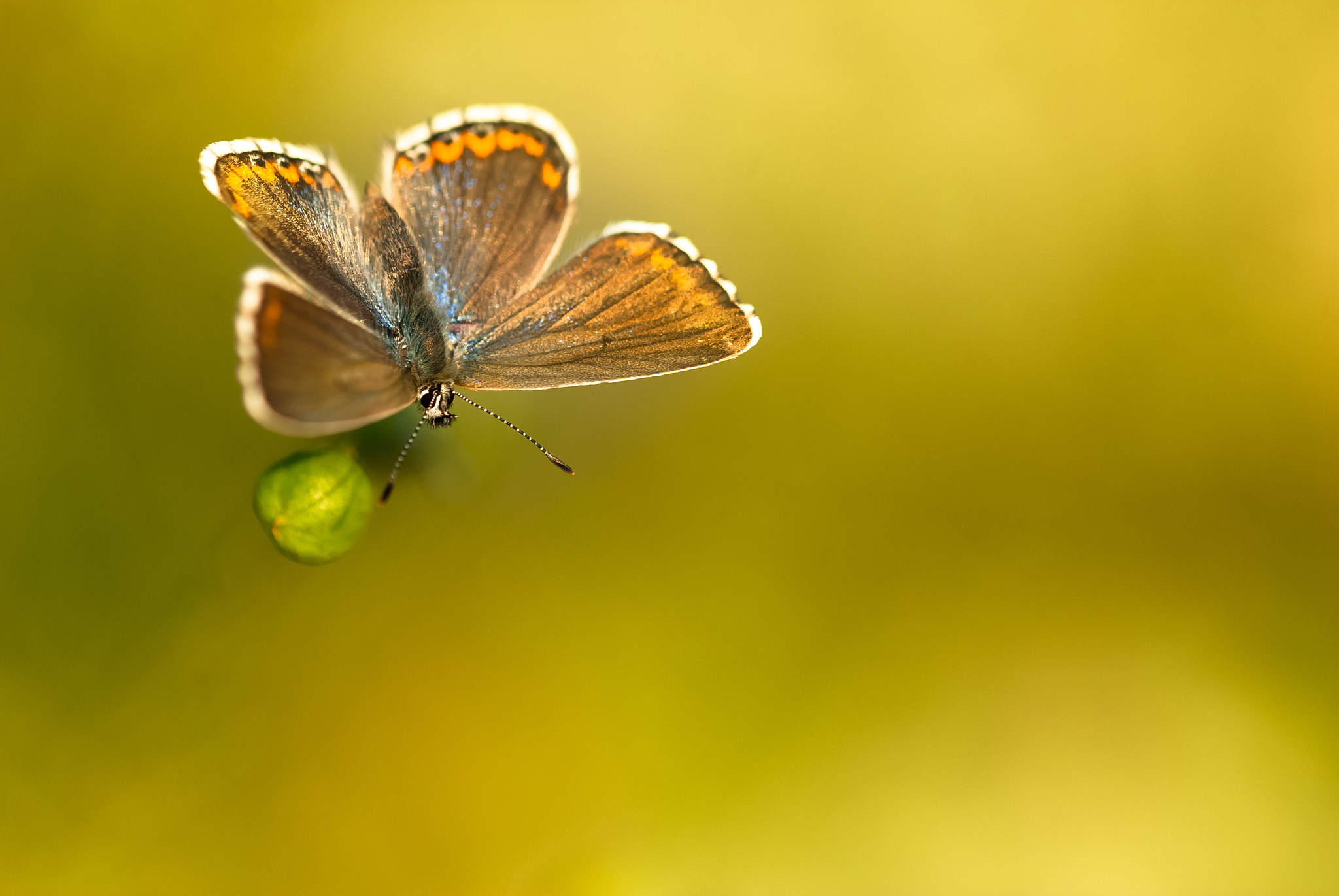 Sigma 105mm F2.8 EX DG OS HSM sample photo. Azuré photography