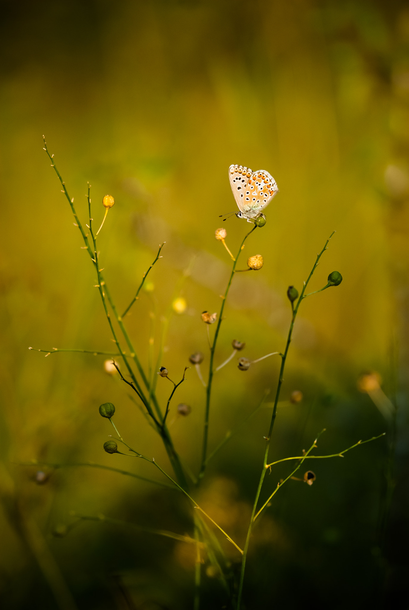 Sigma 105mm F2.8 EX DG OS HSM sample photo. Azuré photography