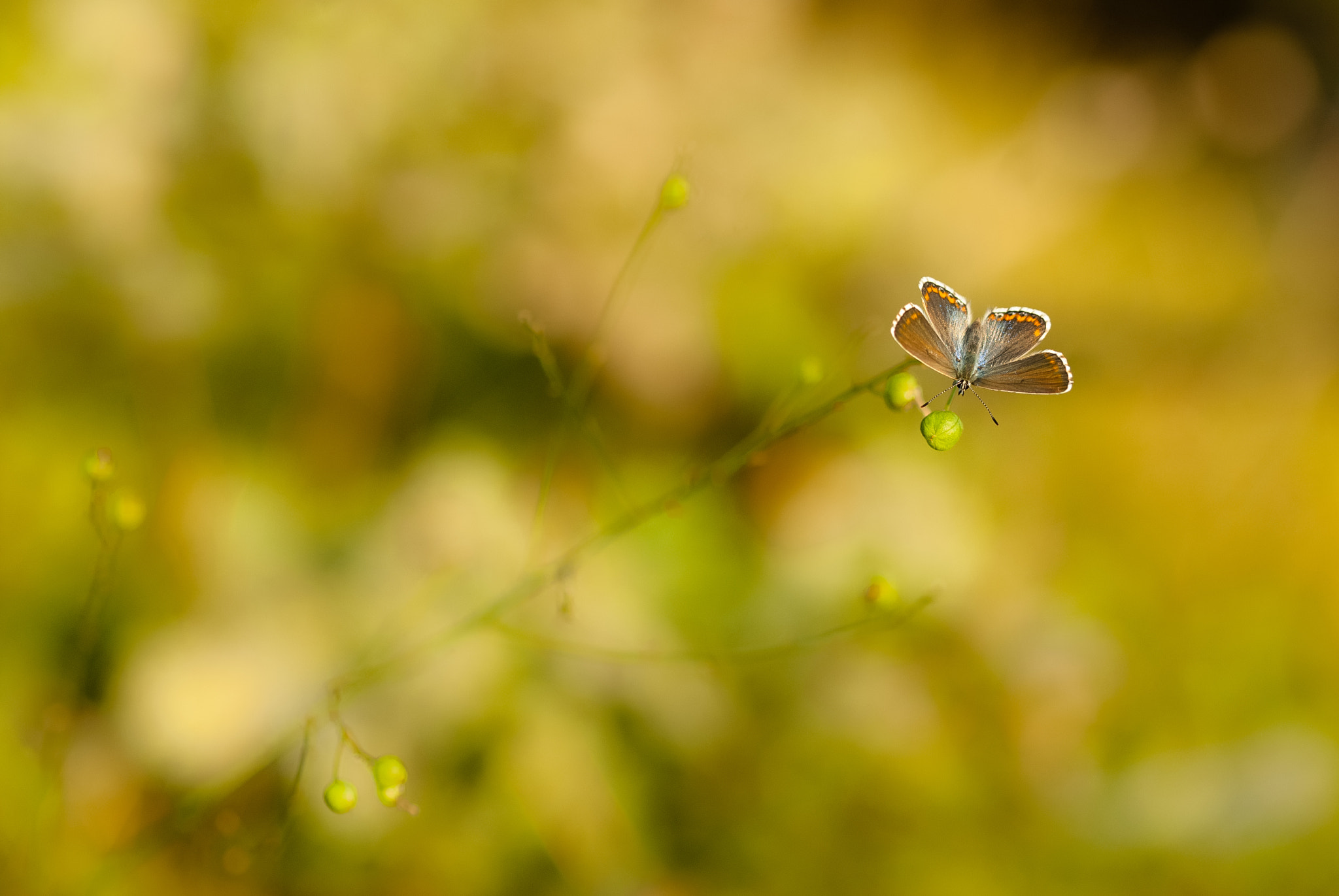Sigma 105mm F2.8 EX DG OS HSM sample photo. Azuré photography