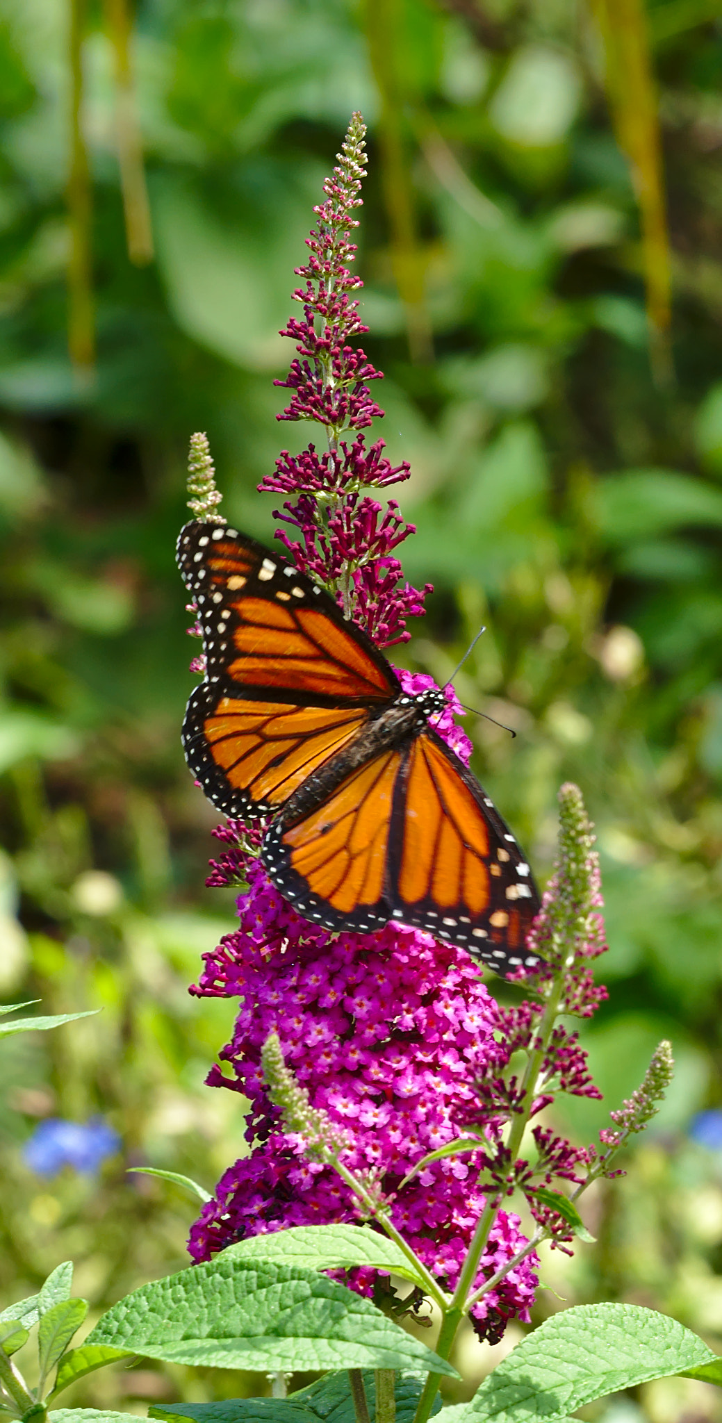 Nikon D810 + ZEISS Otus 85mm F1.4 sample photo. Monarch on purple flower photography