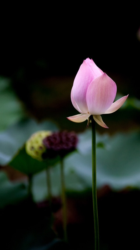 Sigma 70-200mm F2.8 EX DG OS HSM sample photo. Lotus 1 photography