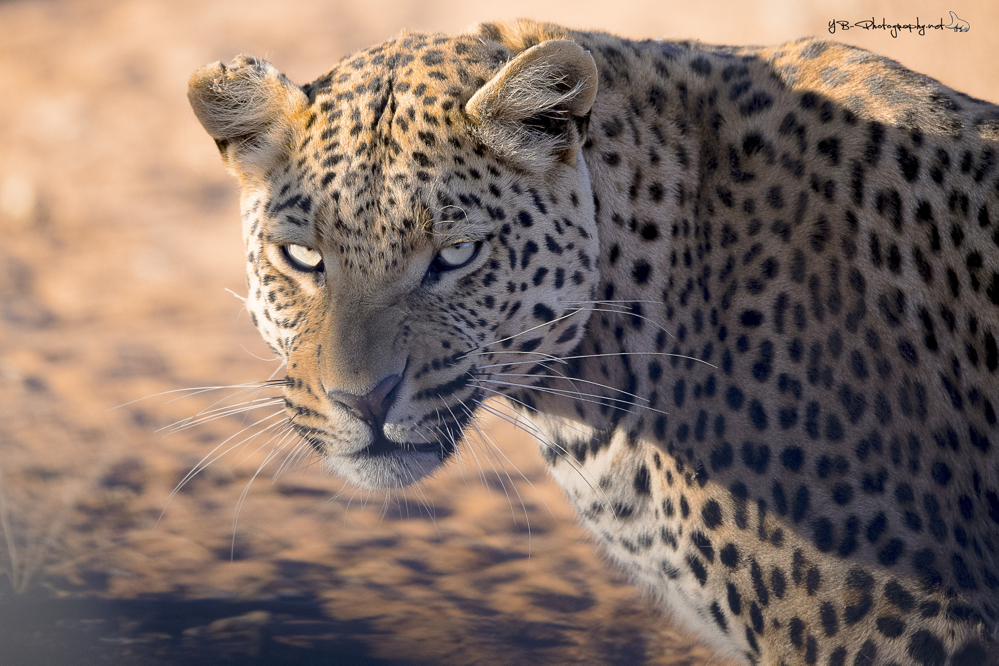 Sigma 150-600mm F5-6.3 DG OS HSM | C sample photo. Intense look photography