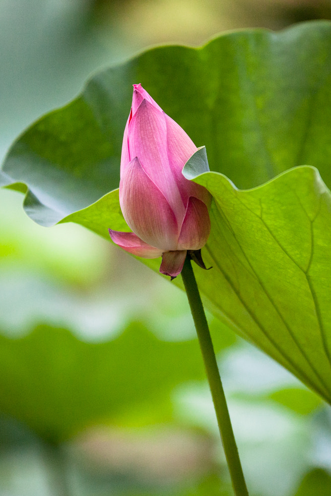 Sigma 70-200mm F2.8 EX DG OS HSM sample photo. Lotus 2 photography