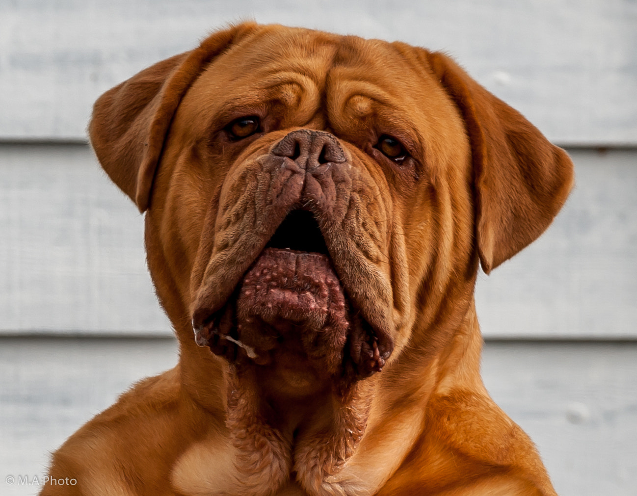 Sigma 150-600mm F5-6.3 DG OS HSM | C sample photo. Bordeaux dogge photography
