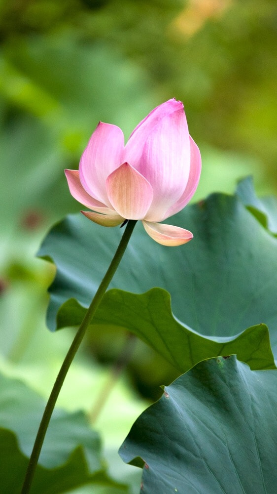 Sigma 70-200mm F2.8 EX DG OS HSM sample photo. Lotus 3 photography