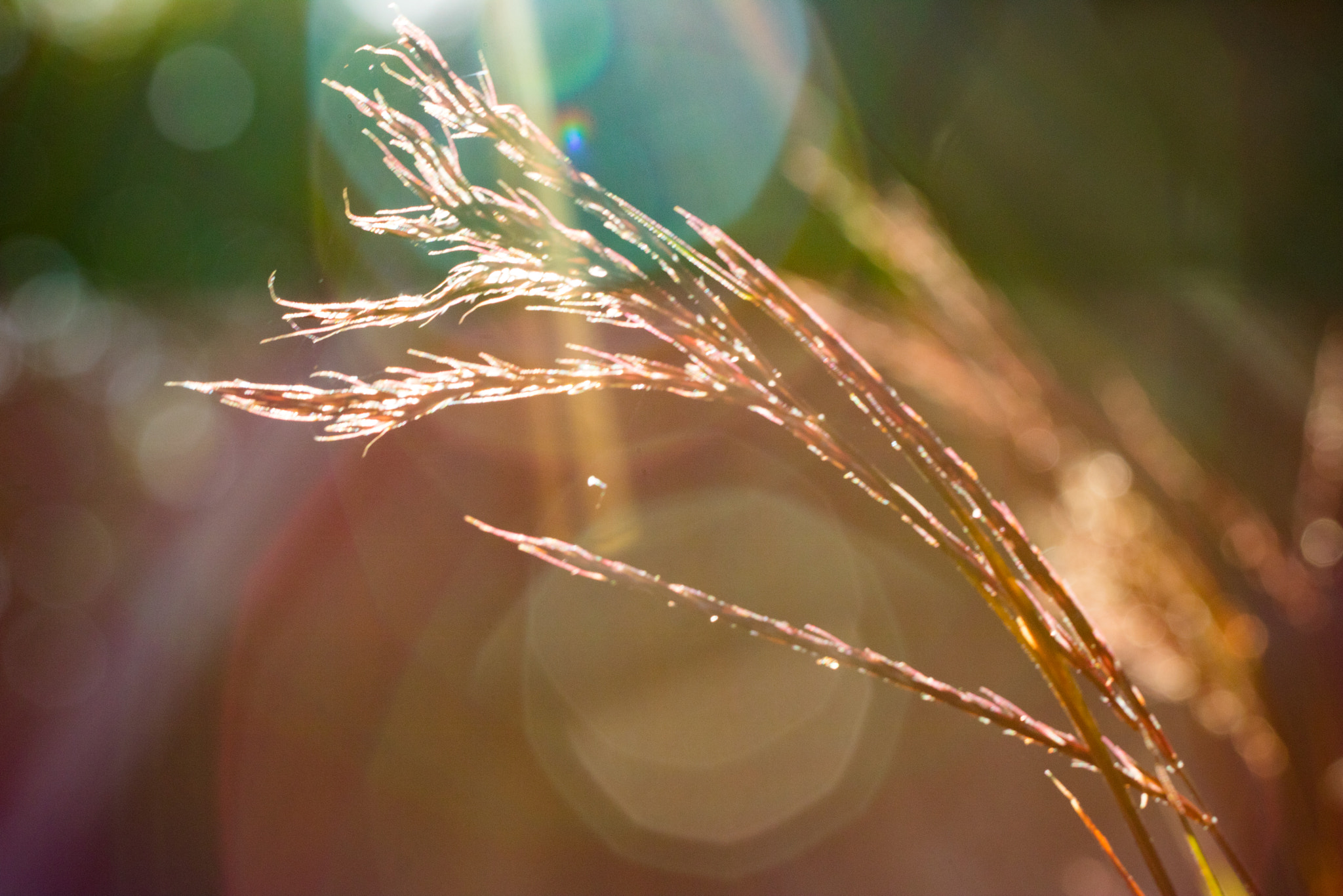 Canon EF 100mm F2.8L Macro IS USM sample photo. Grasses into the light photography