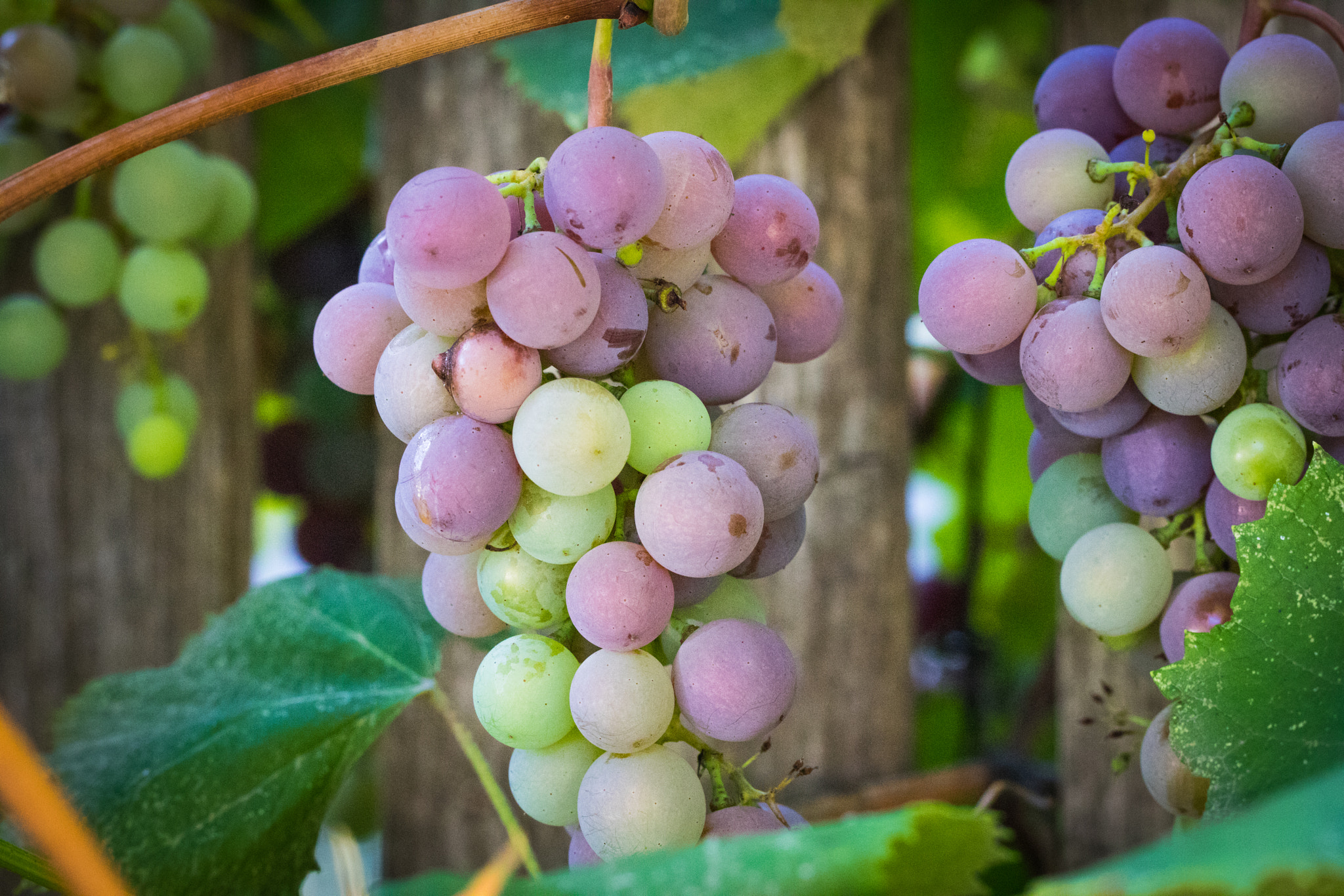 Canon EF 100mm F2.8L Macro IS USM sample photo. Ripe on the vine photography