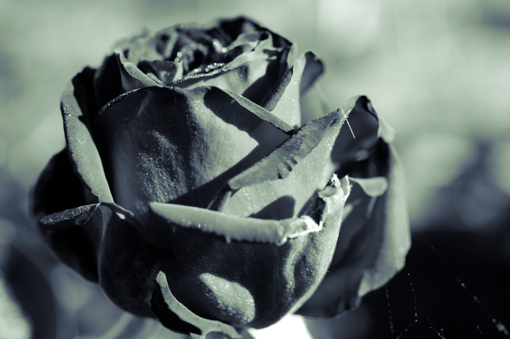 Pentax smc D-FA 50mm F2.8 Macro sample photo. Rose photography