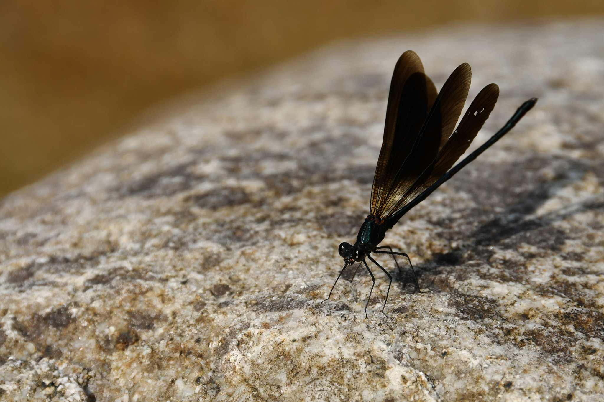 Nikon D500 sample photo. Libellule photography