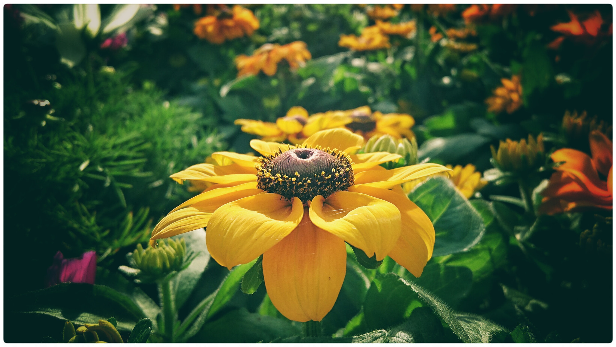 Sony Xperia Z3+ sample photo. Flower times photography