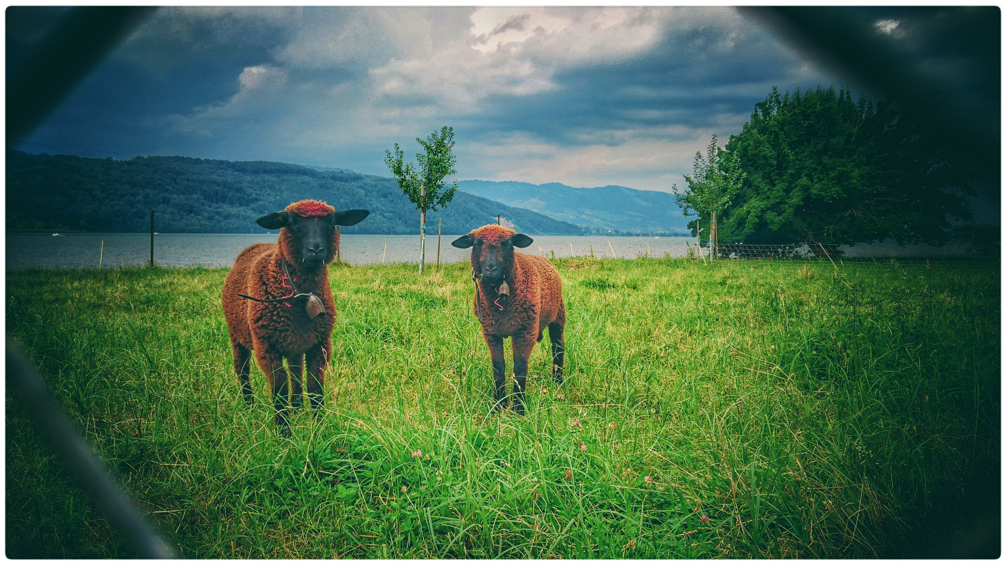 Sony Xperia Z3+ sample photo. Two swiss sheep photography