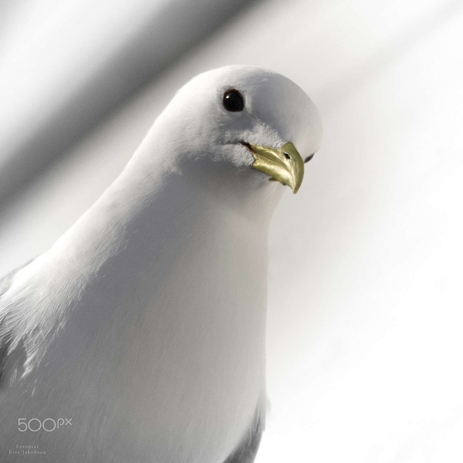 Sigma 150-500mm F5-6.3 DG OS HSM sample photo. Krykkje photography