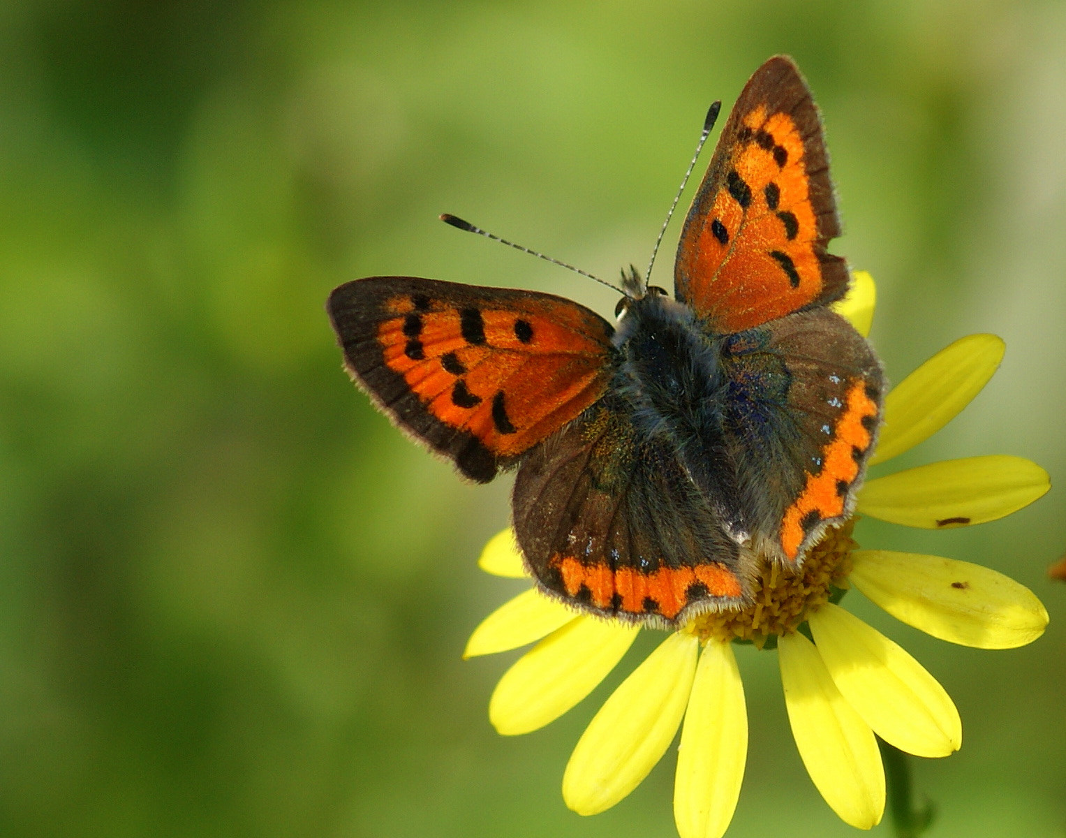 Sony Alpha DSLR-A350 + Sony 100mm F2.8 Macro sample photo. Beneklibakırgüzeli (lycaena phlaeas photography