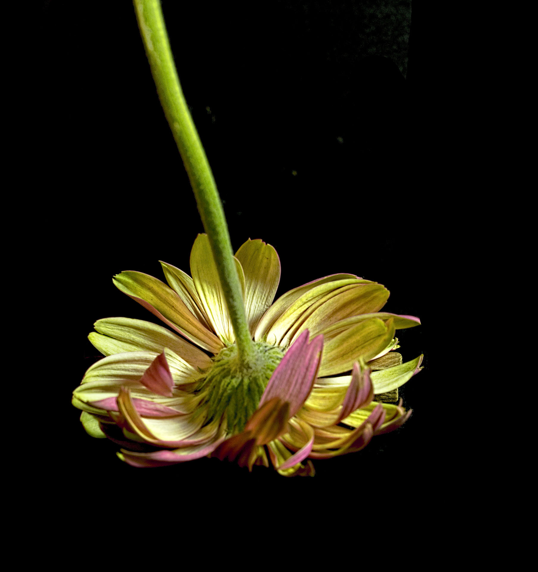 Canon EF 100mm F2.8 Macro USM sample photo. Encanto photography