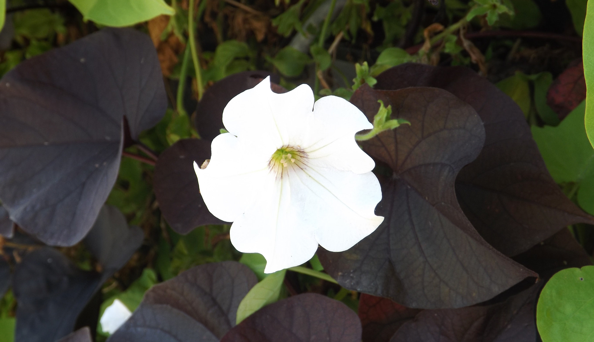 Fujifilm FinePix SL300 sample photo. White flower photography