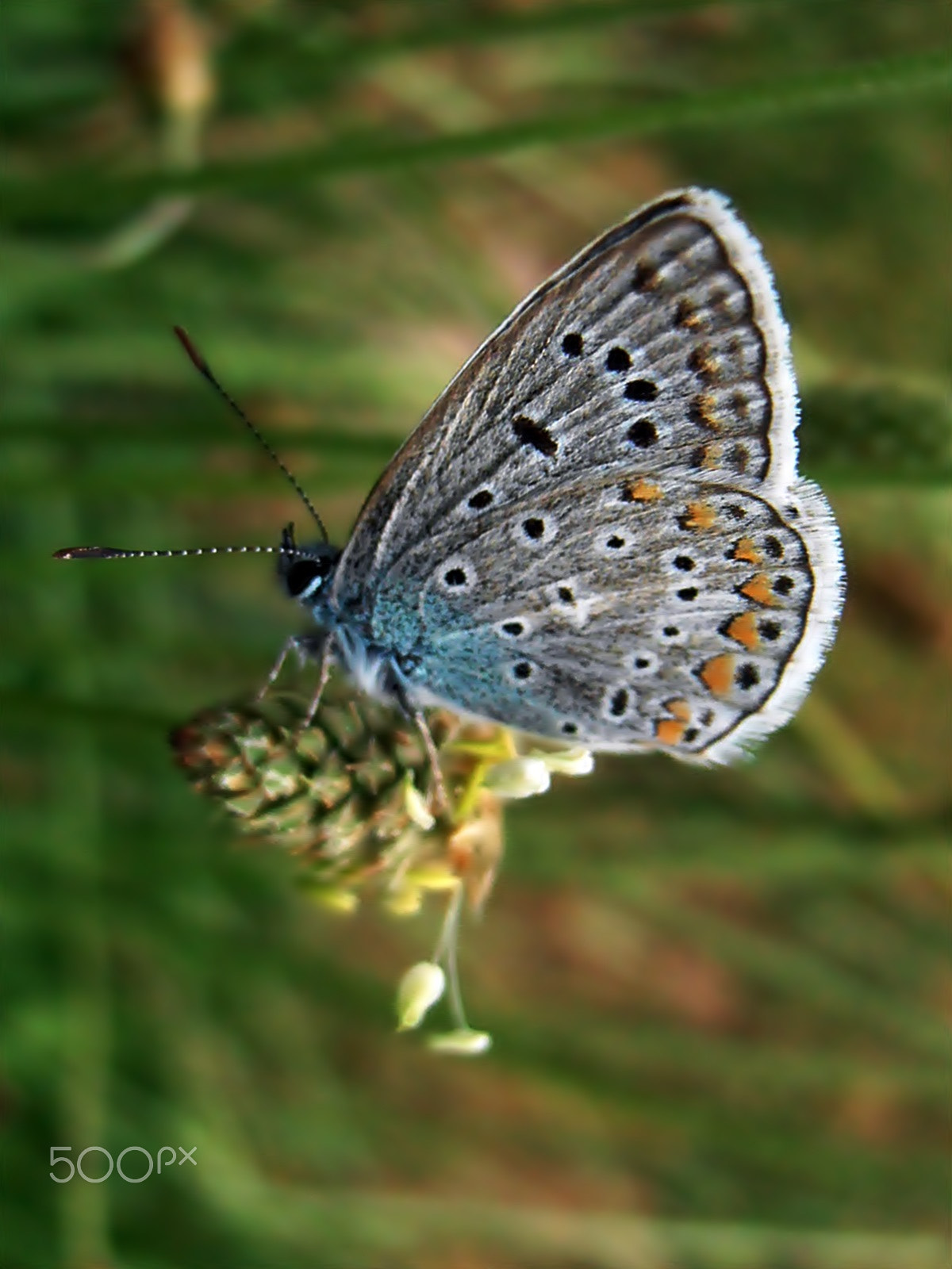 Olympus VR325,VR320,D725 sample photo. Little butterfly photography