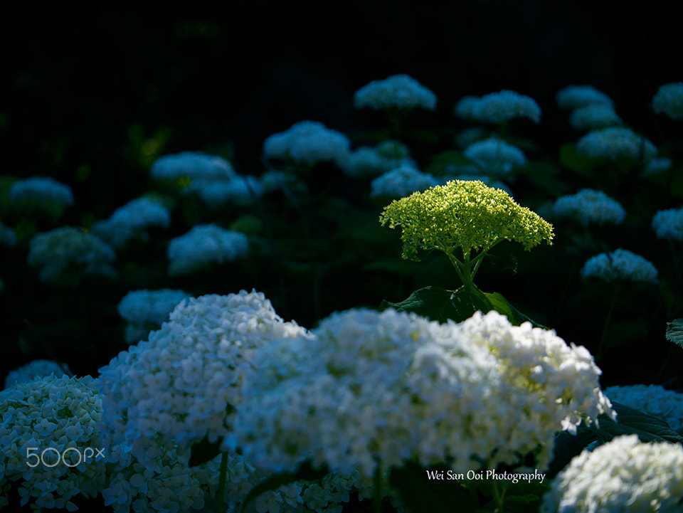 Panasonic Leica DG Macro-Elmarit 45mm F2.8 ASPH OIS sample photo. Hydrangea 09 photography