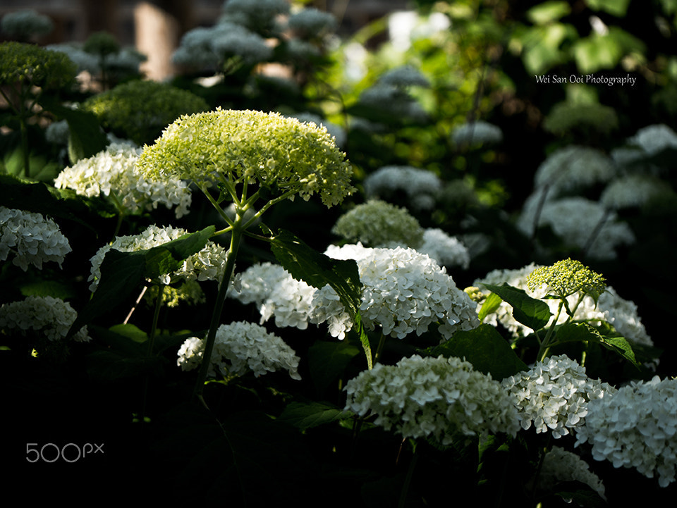 Panasonic Leica DG Macro-Elmarit 45mm F2.8 ASPH OIS sample photo. Hydrangea 10 photography