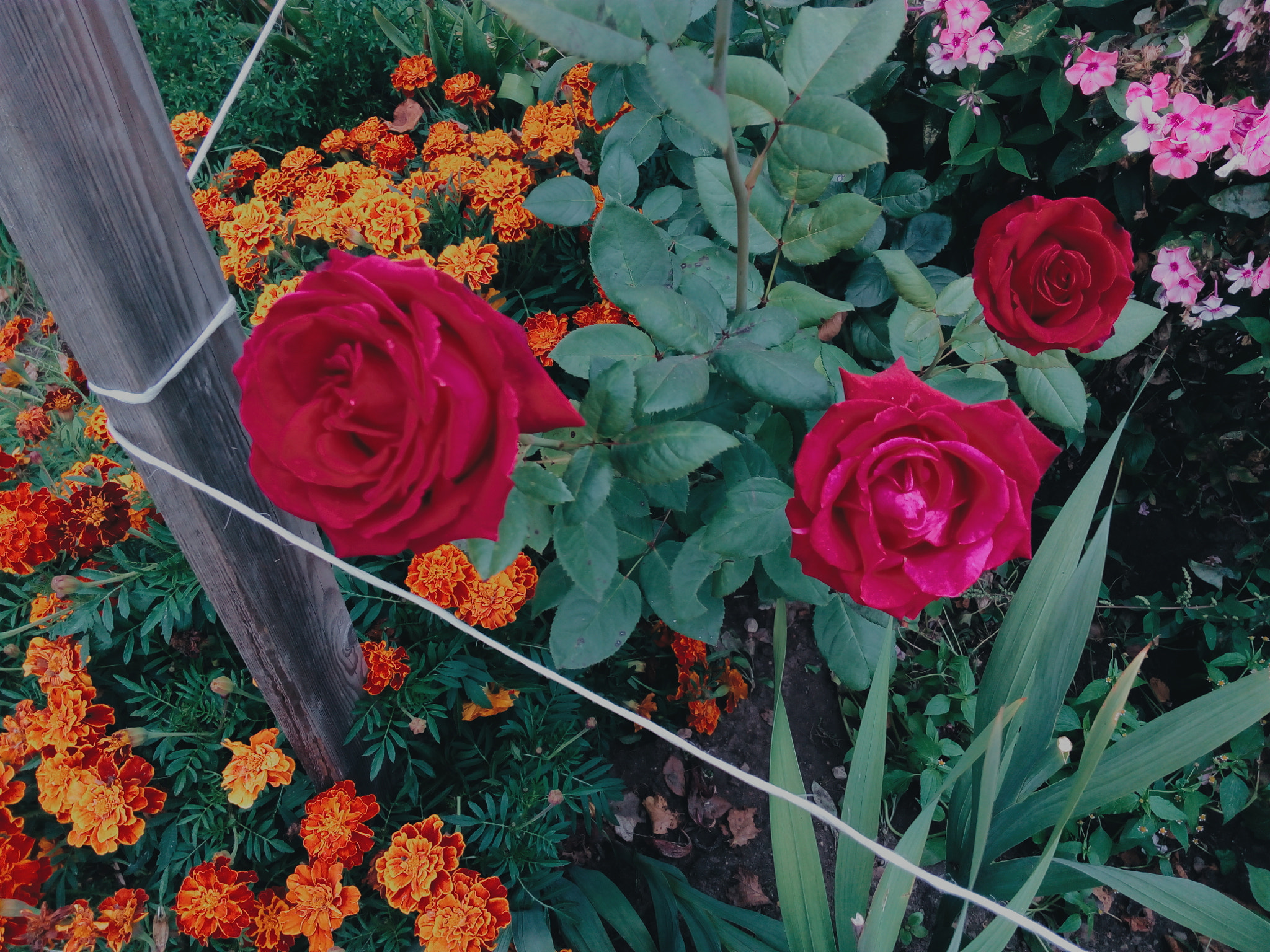 Lenovo P70-A sample photo. Roses part#2 photography
