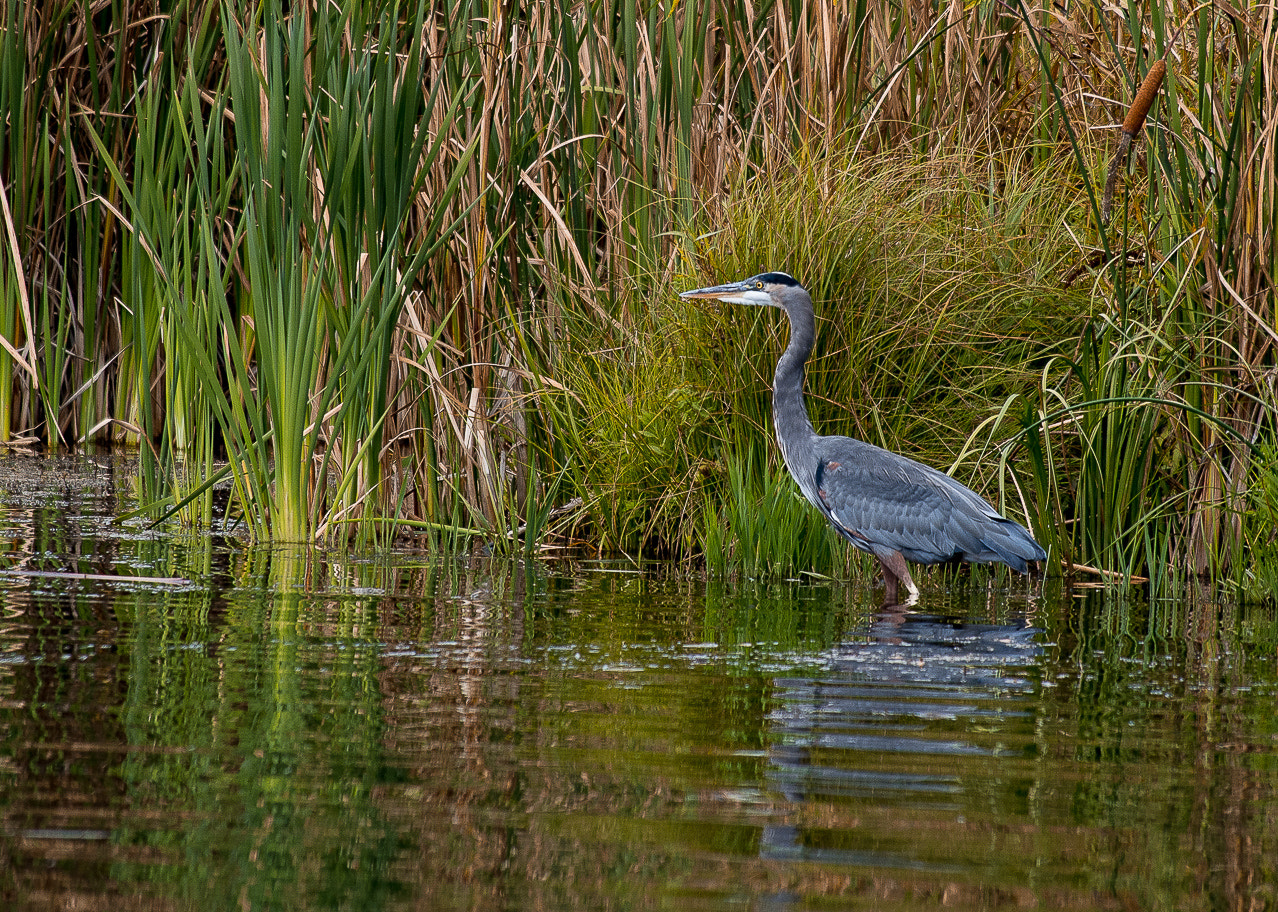 Olympus OM-D E-M5 sample photo. Bird photography