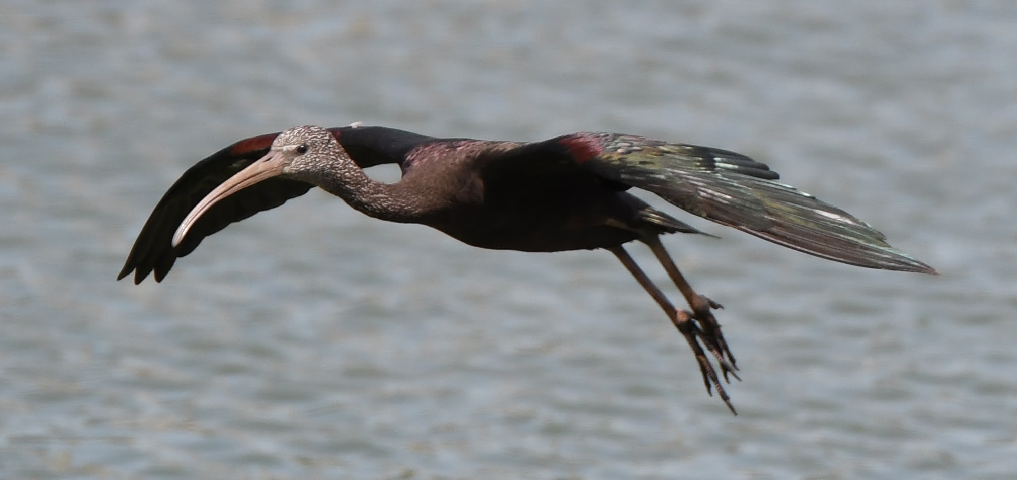 Tamron SP 70-200mm F2.8 Di VC USD sample photo. Hovering photography