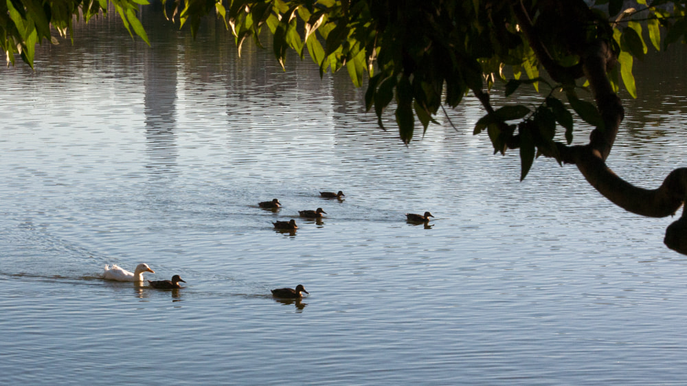Sigma 70-200mm F2.8 EX DG OS HSM sample photo. In a peaceful morning photography
