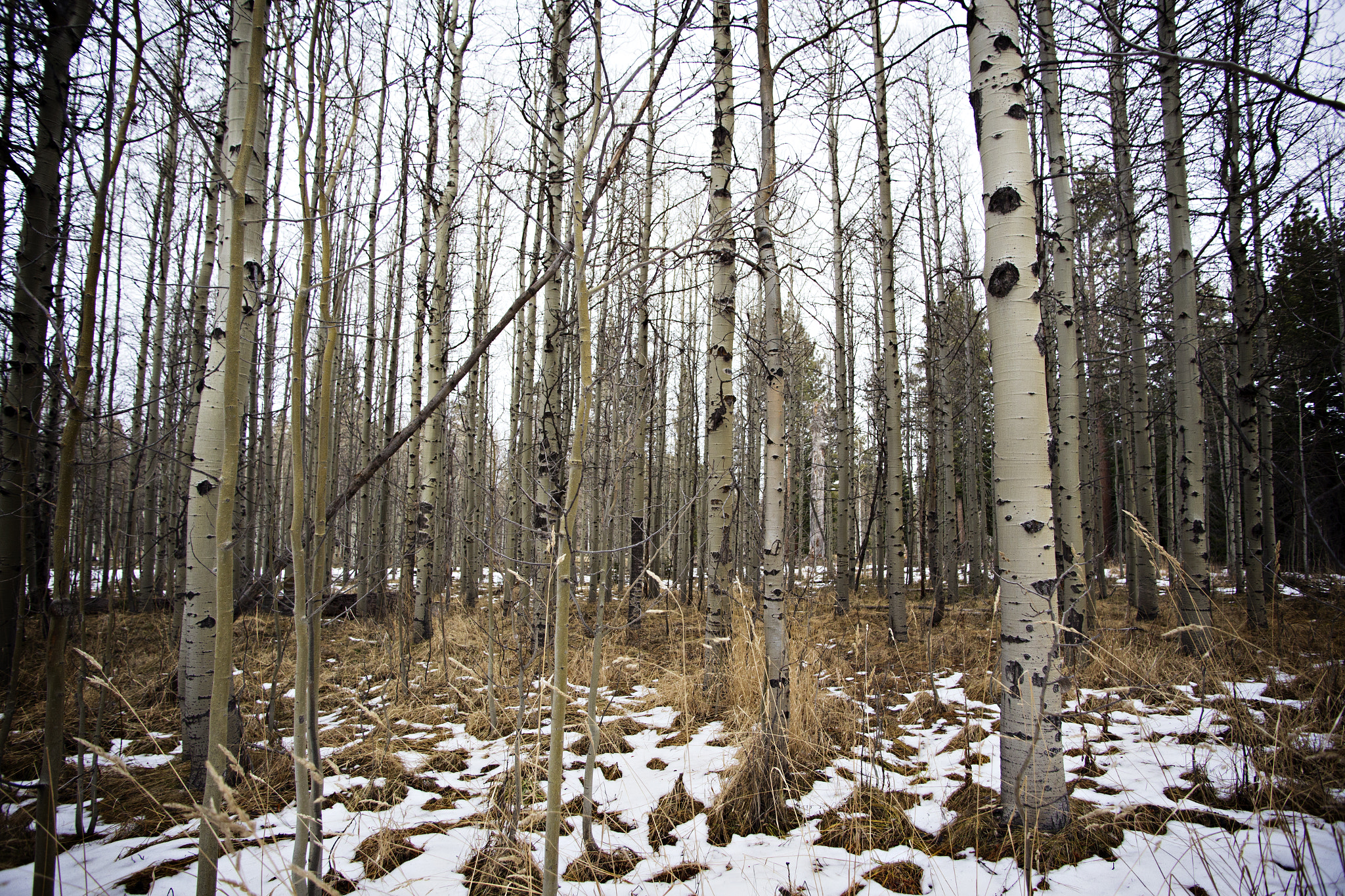 Tamron AF 19-35mm f/3.5-4.5 sample photo. Tahoetrees photography