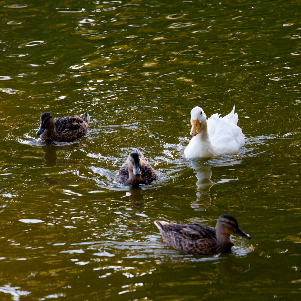 Sigma 70-200mm F2.8 EX DG OS HSM sample photo. Ducks photography