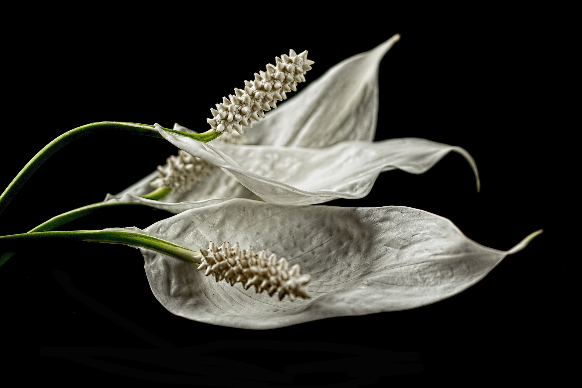 Canon EF 100mm F2.8 Macro USM sample photo. Trio photography