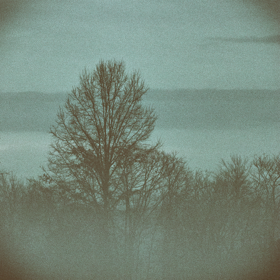 Nikon AF-Nikkor 80-200mm F2.8D ED sample photo. Tree at dusk, manassas photography