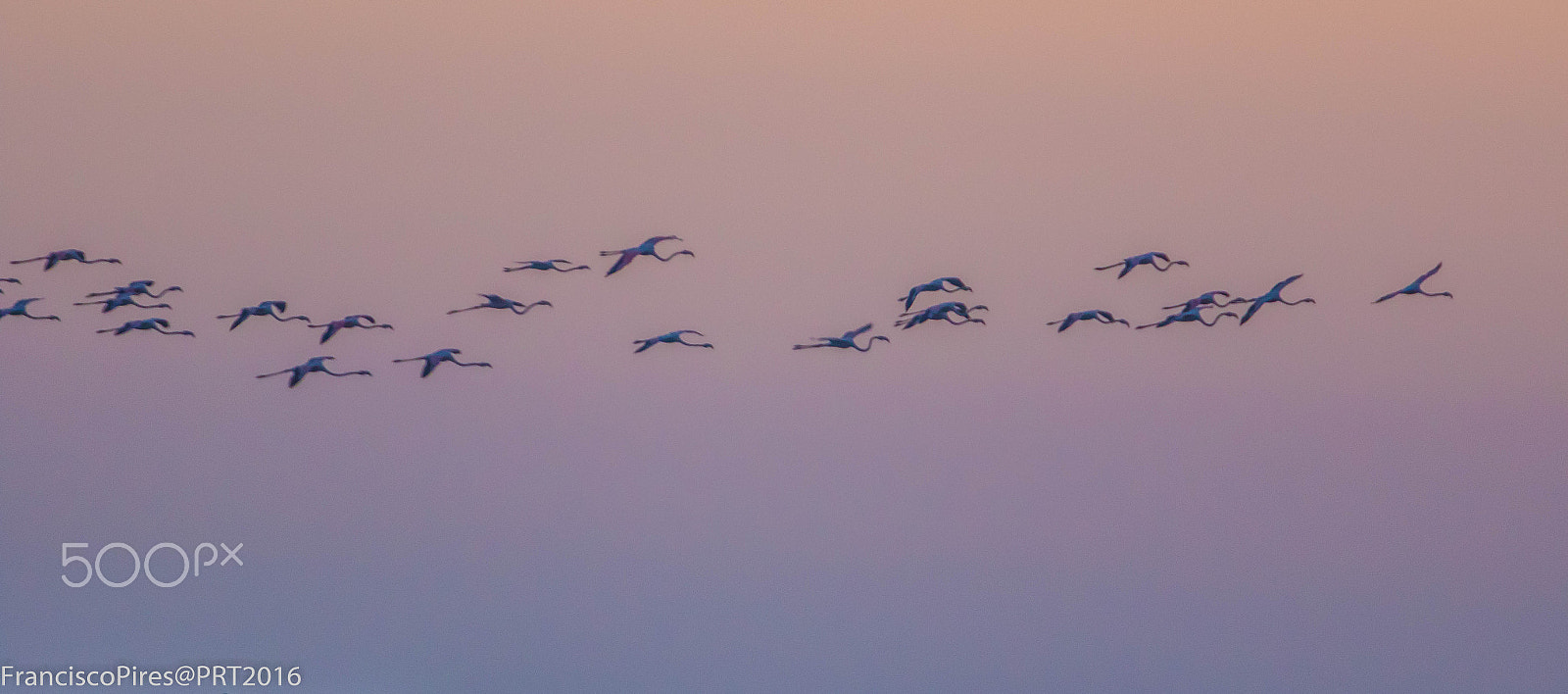 Canon EF 70-200mm F2.8L USM sample photo. Dusk's flight of the day photography